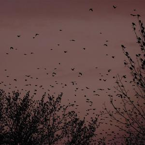 刘涛极乐神教真人
